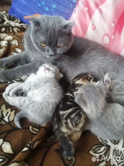 Котята вислоухой шотландской кошки