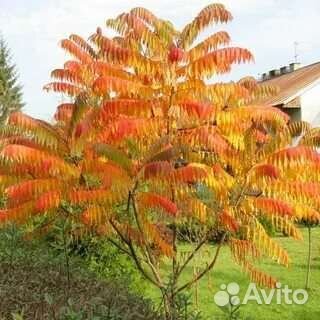 Сумах(декоративное деревце)