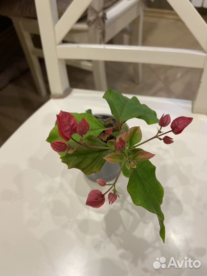 Бугенвиллия