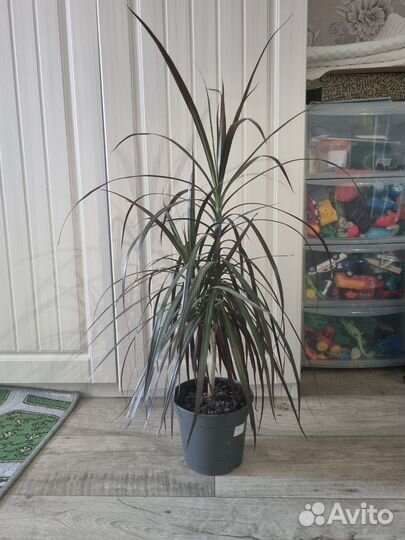 Драцена окаймленная