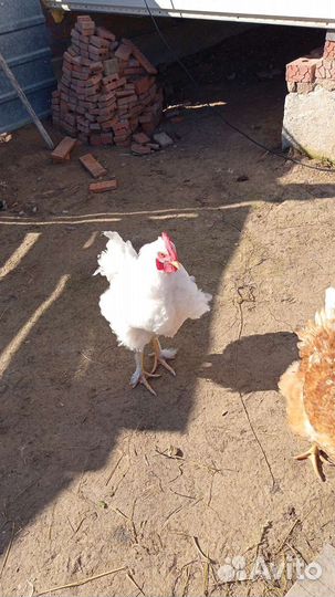 Молодой петух