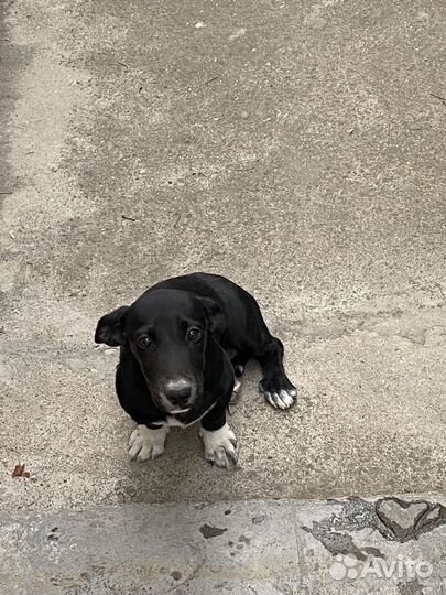 Собака в добрые руки отдам бесплатно