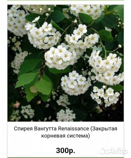 Спирея японская