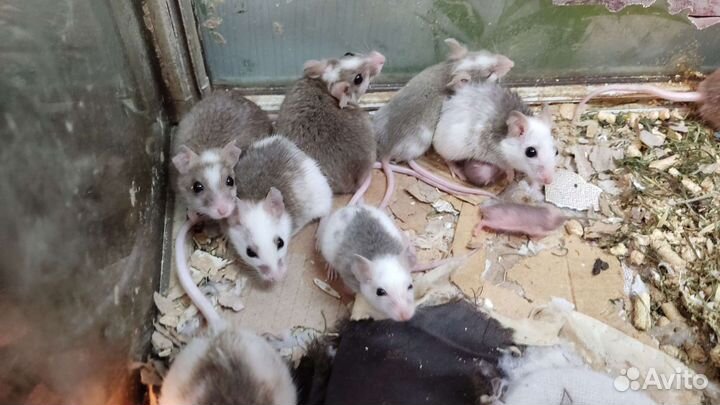 Мыши мастомисы