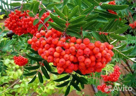 Красная рябина ягода