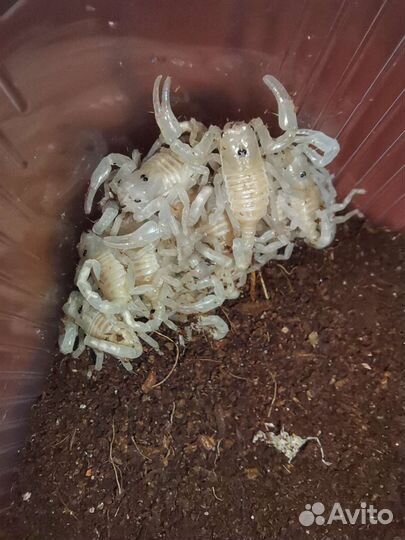 Heterometrus cyaneus - скорпион азиатский лесной