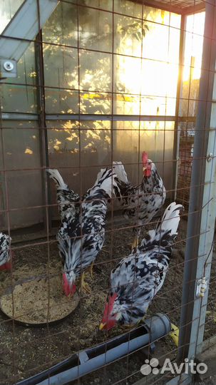 Молодые петушки Леггорн Далматинец (5 мес)