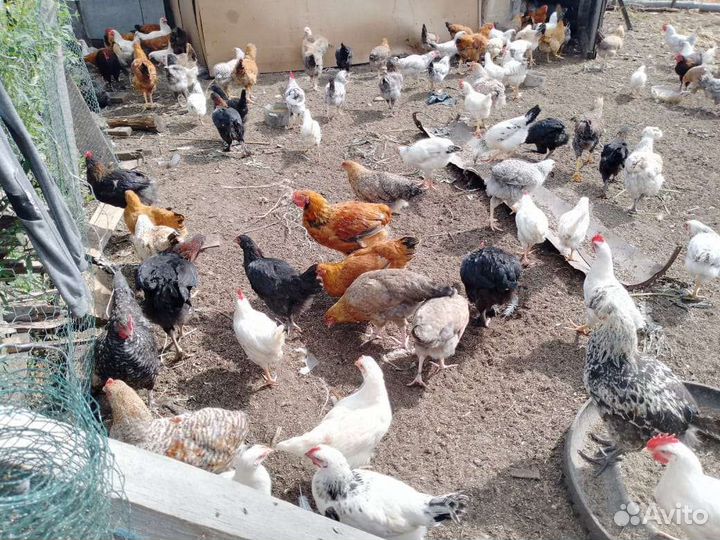 Куры породистые