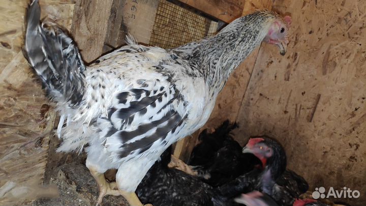 Куры и Петухи