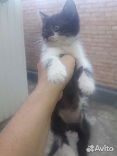 Котята в добрые руки бесплатно