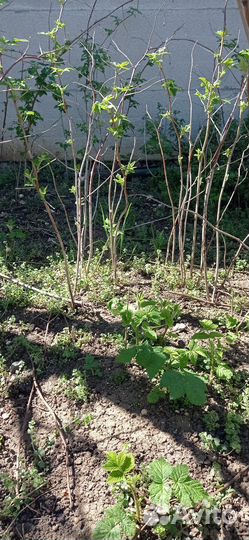 Саженцы малины