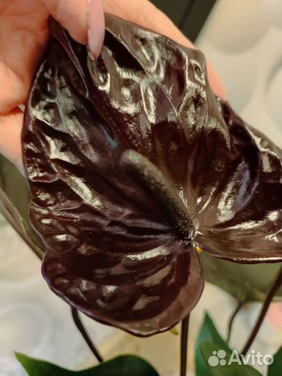 Антуриум Черный дракон(Блек Винер )