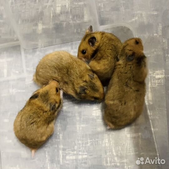 Сирийские хомячки