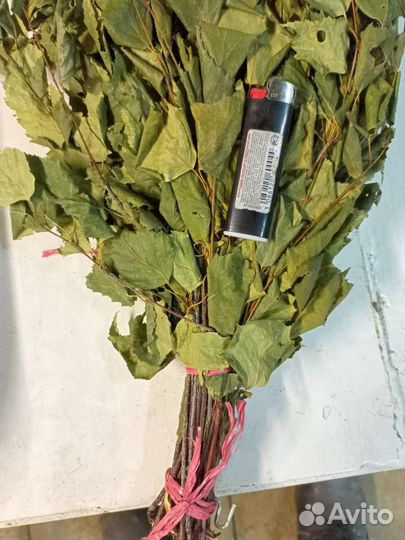 Корм для палочника