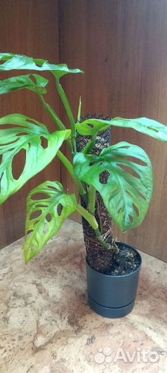 Монстера обликва на тотеме