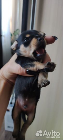 Той-терьер щенки