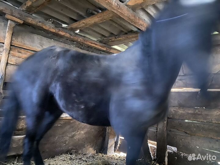 Продажа лошадей