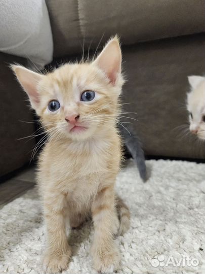 Котенок в добрые руки
