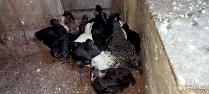 Цыплята китайские и помесь разный возраст