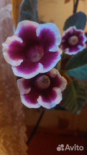 Глоксиния комнатные цветы