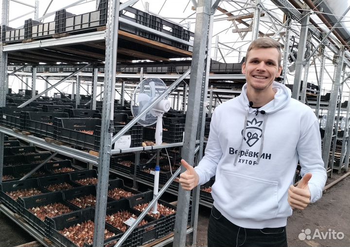 Луковицы тюльпанов опт