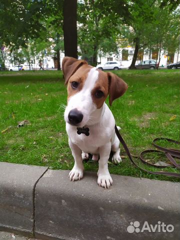 Вязка Джек Рассел терьер