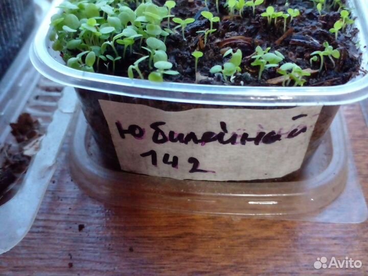 Рассада табака