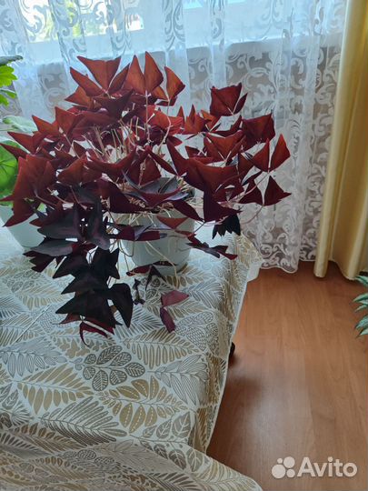 Домашний цветок