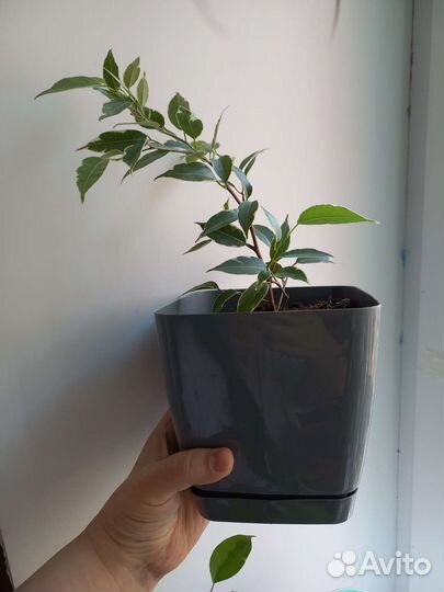 Фикус бенджамина