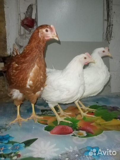 Куры молодки несушки