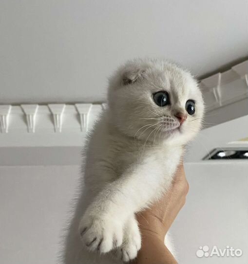 Шотландский вислоухий котенок