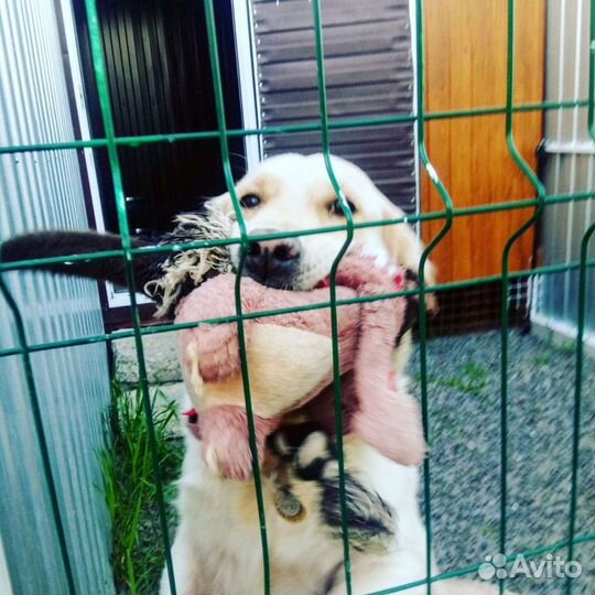 Передержка собак. Зоогостиница