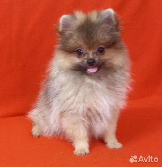 Щенки померанского шпица