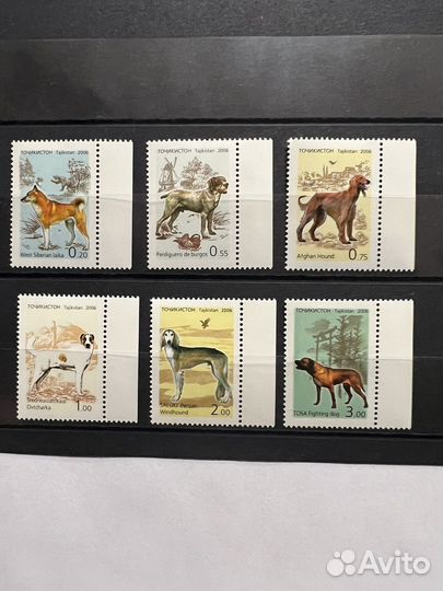 2006 г. Таджикистан. Собаки
