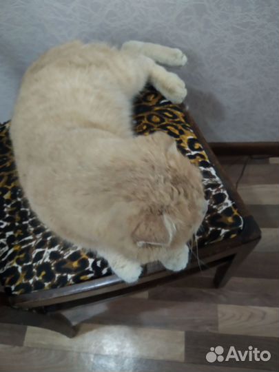 Вислоухий кот