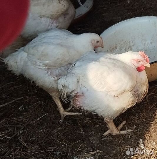 Куры бройлеры