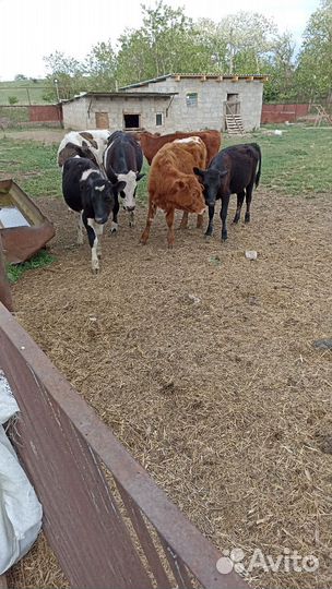 Быки на мясо. Бычки и тёлки на доращивание