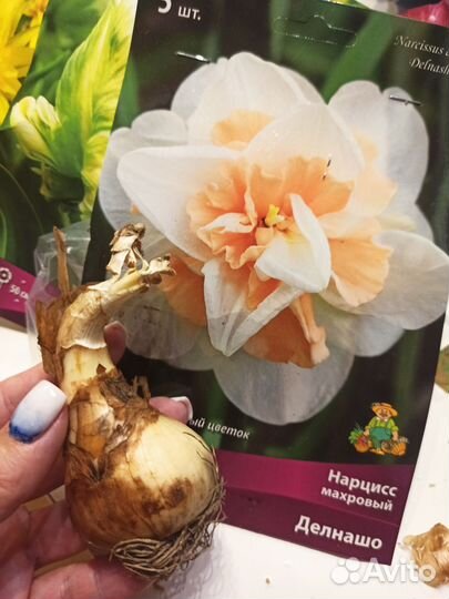 Луковичные цветы тюльпаны нарциссы