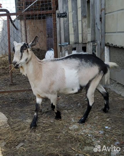 Альпийская коза