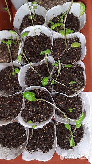 Рассада картофель