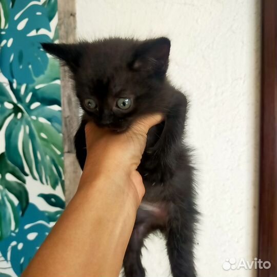 Котенок глаза фары)