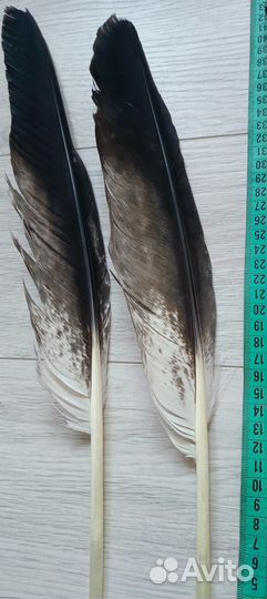 Натуральные перья хищных птиц 4 шт