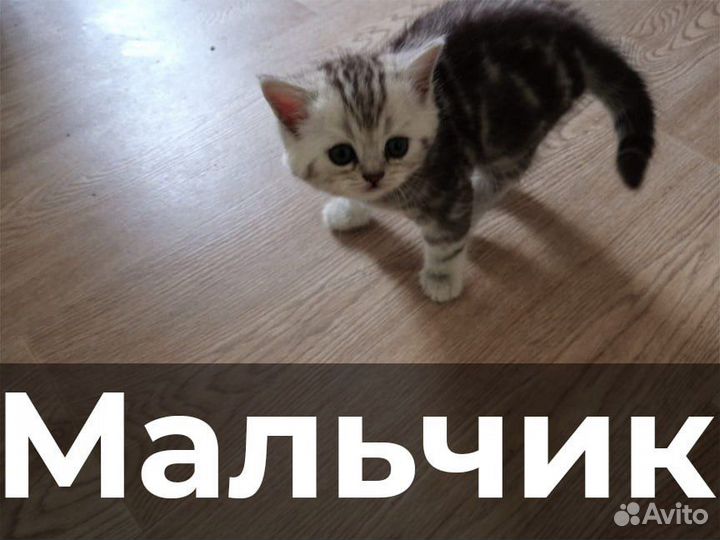 Шотландские котята