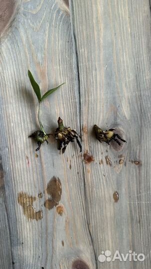 Замиокулькас