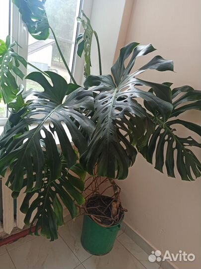 Диффенбахия