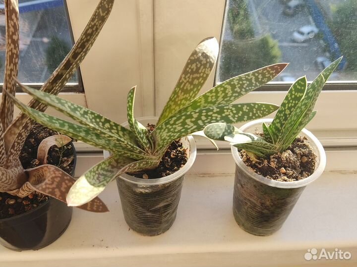 Суккуленты Gasteria sp