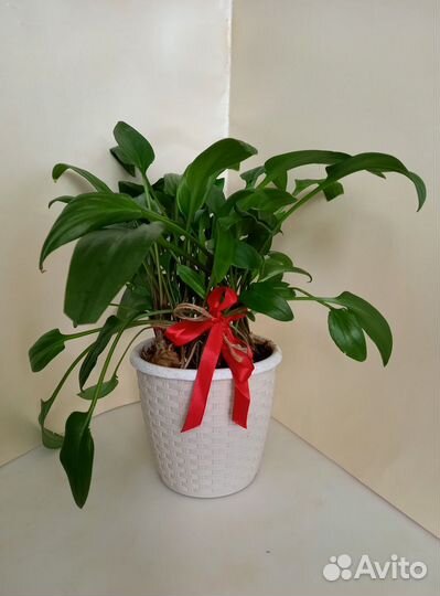 Дримиопсис пятнистый (Ледебурия)