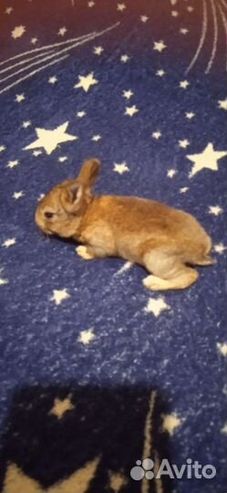 Декоративные кролики