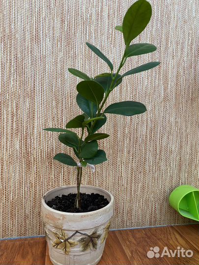 Фикус бенджамина и другие