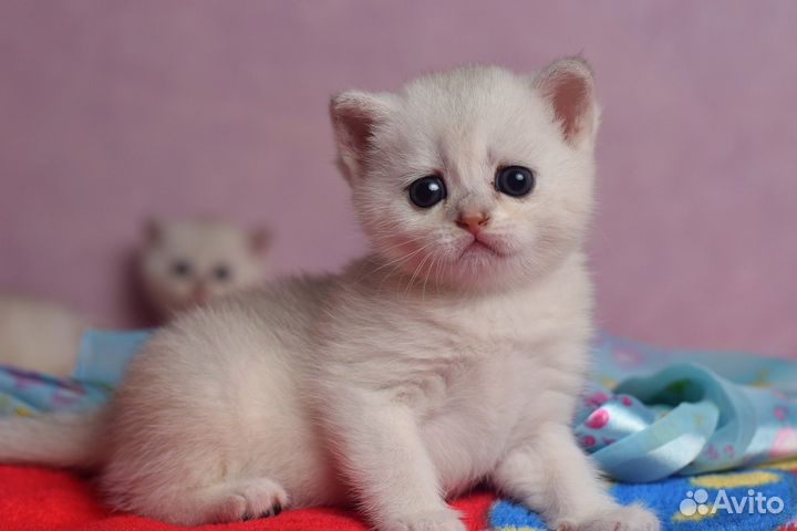 Шотландские котята Кошечка серебристая шиншилла